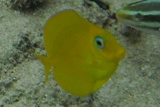 Acanthurus coeruleus - Spätblauer Doktorfisch (Blauer Doktorfisch)